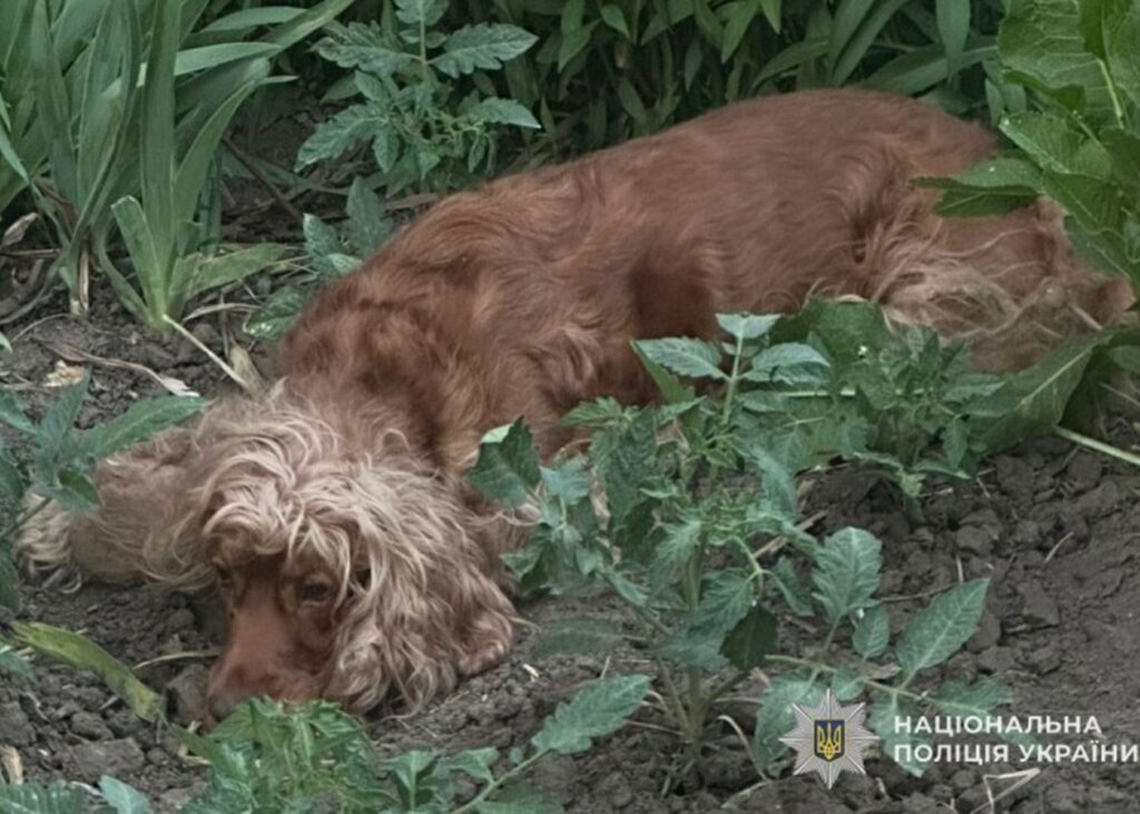 У Тернополі викинули собаку з восьмого поверху: відкрито провадження