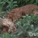 У Тернополі викинули собаку з восьмого поверху: відкрито провадження