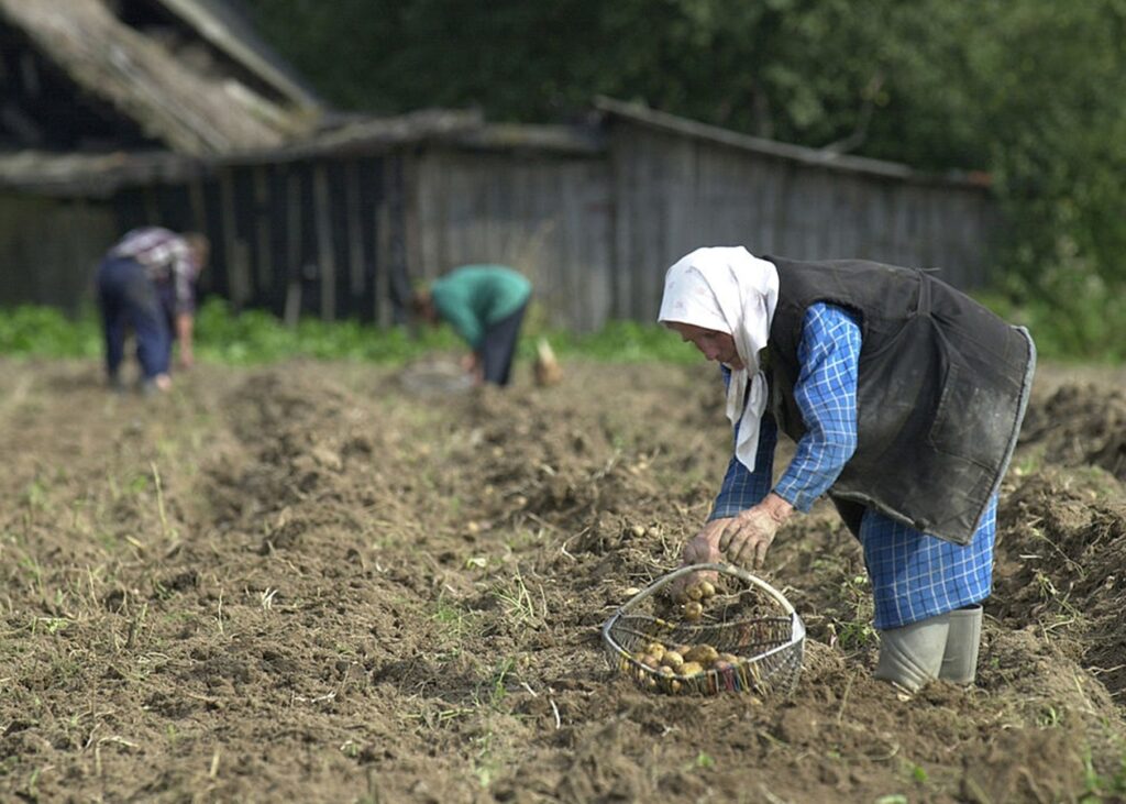 Лукашенко допрацювався до картопляної кризи у Білорусі - ЗМІ